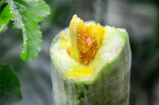 网红精品吃瓜,揭秘热门事件背后的真相与笑料  第2张