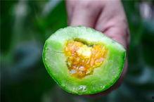 网红精品吃瓜,揭秘热门事件背后的真相与笑料  第3张