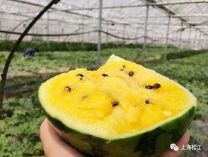 网红吃瓜猛料黄料有些谁  第2张