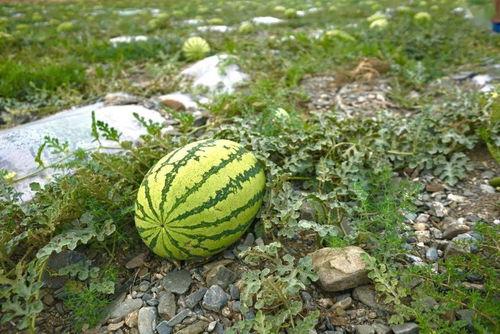 网红星野吃瓜,揭秘网红圈幕后故事  第1张