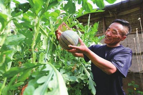 网红星野吃瓜,揭秘网红圈幕后故事  第3张