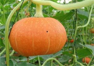 网红富贵闲人吃瓜是真的吗