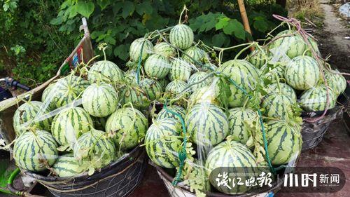 诸暨吃瓜网红是谁啊视频,视频走红背后的故事  第2张