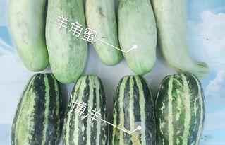 甘谷网红吃瓜  第3张